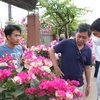 'Vương quốc hoa kiểng' Chợ Lách hấp dẫn du khách dịp cuối năm