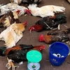 Bình Dương: Triệt xóa tụ điểm đá gà ăn tiền, bắt giữ 31 đối tượng