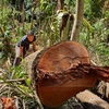 UBND tỉnh Kon Tum chỉ đạo điều tra, làm rõ vụ phá rừng ở Kon Plông