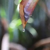 Mật dừa nước tiết ra từ cuống buồng dừa. (Ảnh: Xuân Anh/TTXVN)