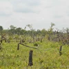 Vụ phá rừng quy mô lớn ở Đắk Lắk: Bắt tạm giam 28 đối tượng liên quan
