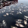 Hà Nội: Ngăn chặn hiện tượng cá chết nổi tại các hồ điều hòa