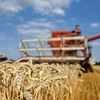 LHQ kêu gọi đưa lương thực của Nga trở lại thị trường thế giới