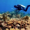Công bố 'thủ phạm' phá hủy rạn san hô quan trọng bậc nhất thế giới 