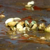 Thái Bình: Nhiều ngao nuôi bị chết trên mặt bãi triều xen lẫn váng dầu