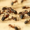 Phát hiện kinh ngạc về số lượng kiến sinh sống trên Trái Đất