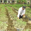 Người trồng hoa Tết ở Thừa Thiên-Huế với nguy cơ trắng tay sau lũ lớn