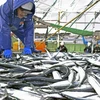 Nga và Na Uy thống nhất hạn ngạch đánh bắt cá năm 2023