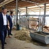 Hà Nội hợp tác với vùng Wallonia của Bỉ để phát triển giống bò 3B