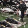 Nhật Bản: Con cá ngừ nặng 212kg được bán với giá 271.500 USD