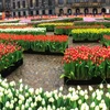 Tưng bừng Ngày hoa Tulip quốc gia lần thứ 10 tại Hà Lan