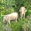 Nghệ An: Phát hiện xác voi rừng bị chết chưa rõ nguyên nhân