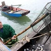 Hà Tĩnh: Làm rõ nguyên nhân ngao, hàu chết hàng loạt ở các địa phương