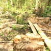 Gia Lai: Khởi tố vụ án chặt hạ gần 150 cây rừng tại Tiểu khu 792