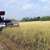 Thị trường nông sản tuần qua: Giá lúa vẫn duy trì ở mức cao