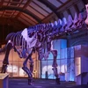 Bản sao bộ xương hóa thạch của loài khủng long khổng lồ đến Anh