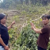 Lâm Đồng: Tạm giữ 6 đối tượng hủy hoại gần 1 ha rừng tự nhiên