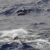 Phát hiện mới về nơi sinh sống của cá voi có nguy cơ tuyệt chủng