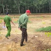Bình Phước: Điều tra vụ người tố cáo phá rừng bị chặt phá vườn cao su
