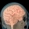 Ứng dụng AI cải thiện trí nhớ cho bệnh nhân bị chấn thương sọ não