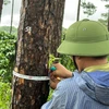 Lâm Đồng: Liên tục xảy ra các vụ đầu độc, cưa hạ rừng thông trái phép