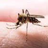 Khánh Hòa: Tăng cường giám sát dịch tễ, điều tra ổ bệnh sốt rét