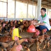Gương Nông dân xuất sắc: Tỷ phú nông dân nuôi gà lai chọi thả vườn