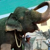 Con voi nổi tiếng của Campuchia chết sau thời gian bị nhiễm trùng răng