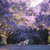 [Photo] Rực rỡ sắc màu hoa phượng ở Thủ đô Pretoria của Nam Phi