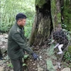Hạt kiểm lâm huyện Mèo Vạc tổ chức thả cá thể khỉ mặt đỏ về tự nhiên. (Nguồn: Hà Giang TV)