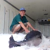 Ngư dân phấn khởi khi khai thác được con cá ngừ đại dương nặng gần 100kg bán cho thương lái với giá 10 triệu đồng. (Ảnh: Xuân Triệu/TTXVN)
