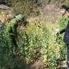 Lực lượng chức năng phá bỏ và tiêu hủy số lượng cây thuốc phiện người dân trồng tại bản Săng Tăng Ngai, xã Phăng Sô Lin, huyện Sìn Hồ. (Ảnh: TTXVN phát)