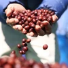 Càphê đặc sản của trang trại Aeroco Coffee đã có mặt ở thị trường các nước châu Âu, Nhật Bản, Hoa Kỳ, Canada, Trung Quốc. (Ảnh: Tuấn Anh/TTXVN)