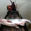 Hình ảnh một con cá da trơn khổng lồ tại sông Mekong. (Nguồn: Reuters)