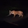 Hổ Sumatra được nhìn thấy đang lang thang trên một đoạn đường ở bờ biển. (Nguồn: Antara)
