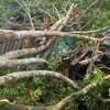 Một nhà ở huyện Bạch Thông (tỉnh Bắc Kạn) bị cây đổ gây hư hỏng nặng. (Ảnh: TTXVN phát)