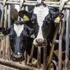 Phát hiện virus H5N1 ở bò sữa tại Mỹ. (Nguồn: Getty Images)