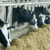 Cúm gia cầm H5N1 gần đây bùng phát ở các trang trại bò sữa tại Mỹ. (Nguồn: ctvnews)