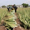 Nhờ điều kiện thời tiết thuận lợi, nguồn nước tưới đảm bảo, nha đam trồng tại Ninh Thuận cho năng suất thu hoạch từ 5-7 tấn bẹ/sào. (Ảnh: Nguyễn Thành/TTXVN)