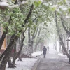 Tuyết rơi ở Moskva suốt hai ngày 8-9/5. (Nguồn: Xinhua)