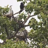 Đàn chim cổ rắn đến cư ngụ và sinh sản trên một cây cổ thụ tại Khu du lịch Bửu Long, trong đó có nhiều tổ và chim non. (Ảnh: Đăng Ninh/TTXVN phát)