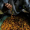 Nông dân thu hoạch càphê tại Espírito Santo, Brazil. (Ảnh: AFP/TTXVN)