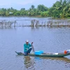 Mùa cá ruộng ở Hậu Giang