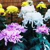 Hoa cúc khoe sắc trong Lễ hội mùa Thu tại Nhật Bản