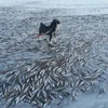 Chú chó đứng hiên ngang trên xác hàng nghìn con cá