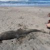 Cá heo chết hàng loạt và trôi dạt vào bờ biển Peru