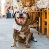 Người dân đau buồn khi chú chó nổi tiếng nhất Italy qua đời