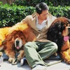 Đại gia Trung Quốc mua chó ngao Tây Tạng giá 40 tỷ đồng