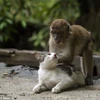 Chú khỉ gây sốt khi chơi đùa và massage với mèo