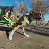 Kinh ngạc: Chó chỉ có hai chân chạy nhanh như... ngựa